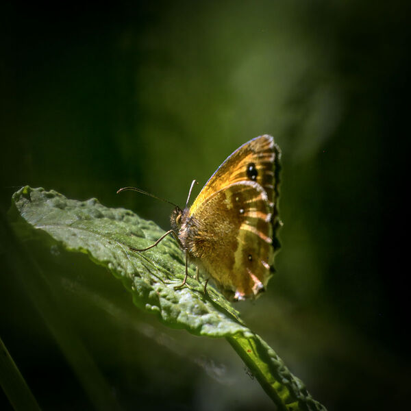 Butterfly wildlife weather 040725 9143-t