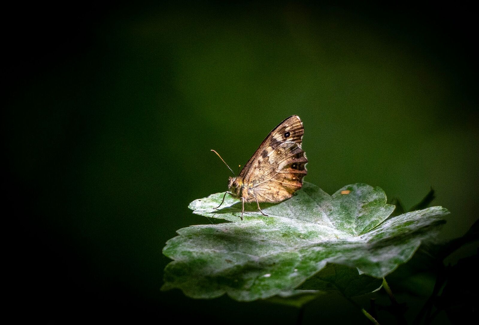 Butterfly wildlife weather 040725 9177