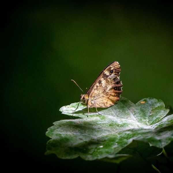Butterfly wildlife weather 040725 9177