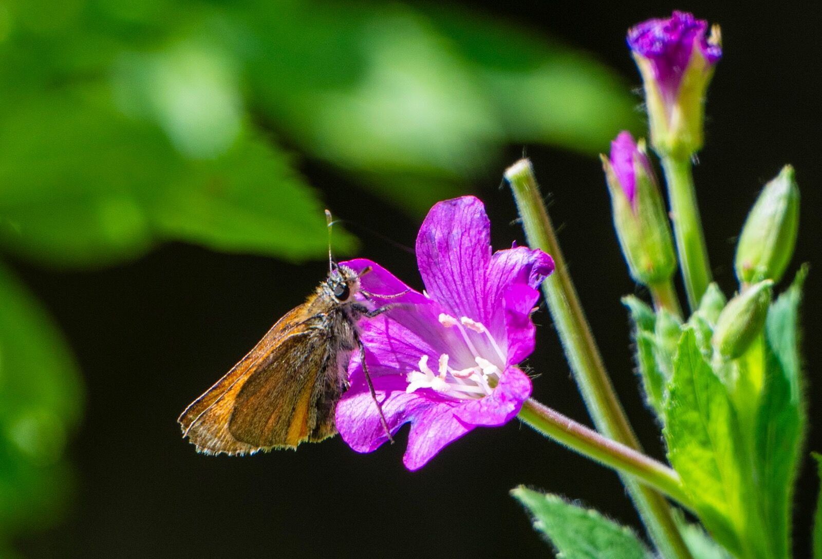 Moth insect w ildlife weather 040725 9256
