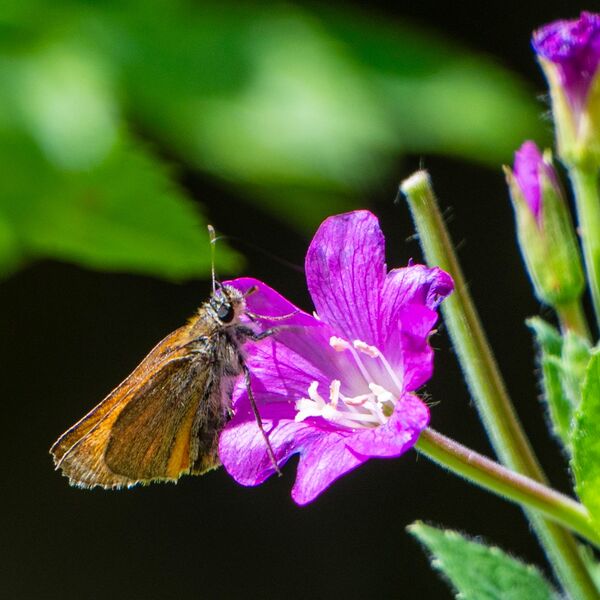 Moth insect w ildlife weather 040725 9256