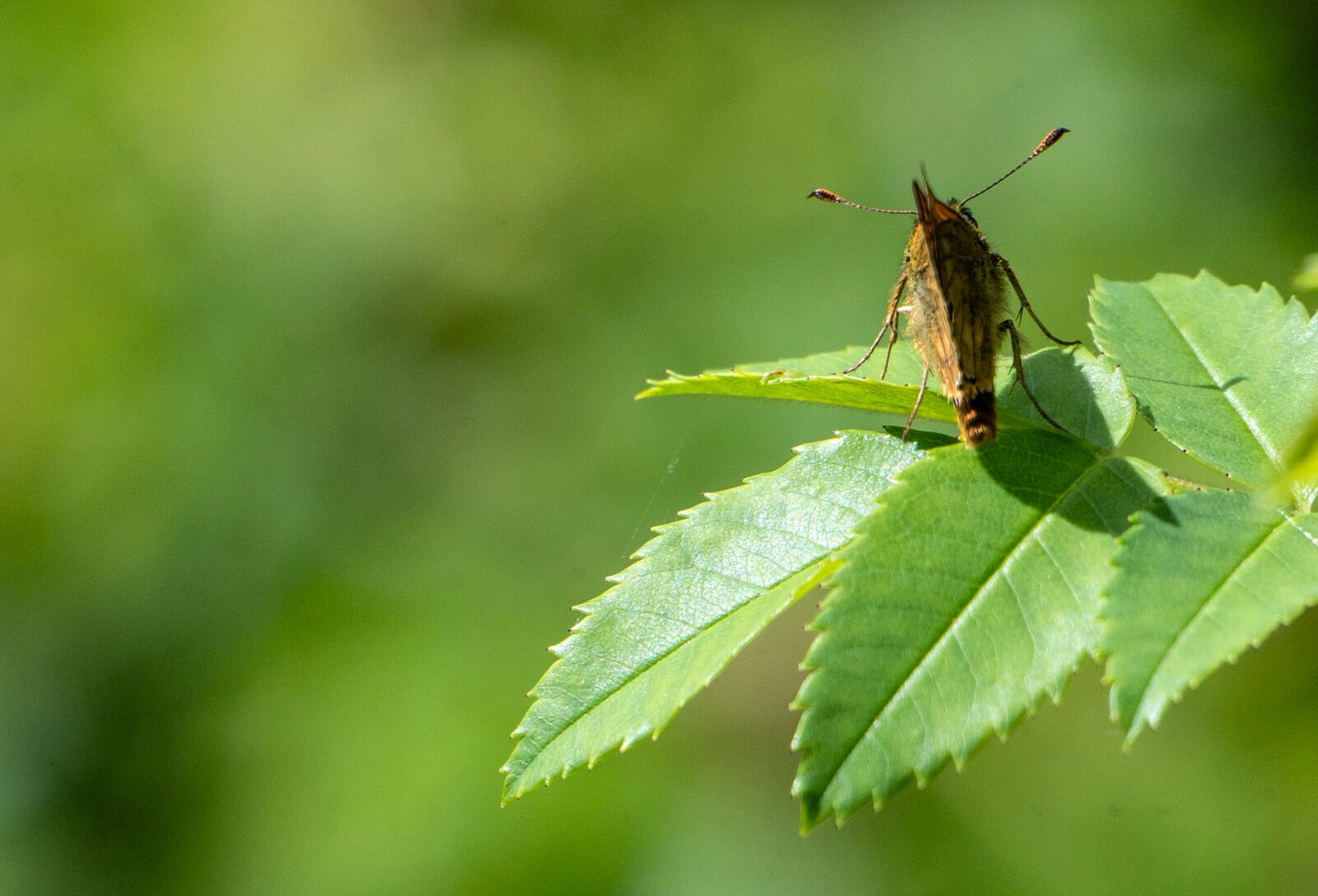 Butterfly wildlife weather 040725 9273