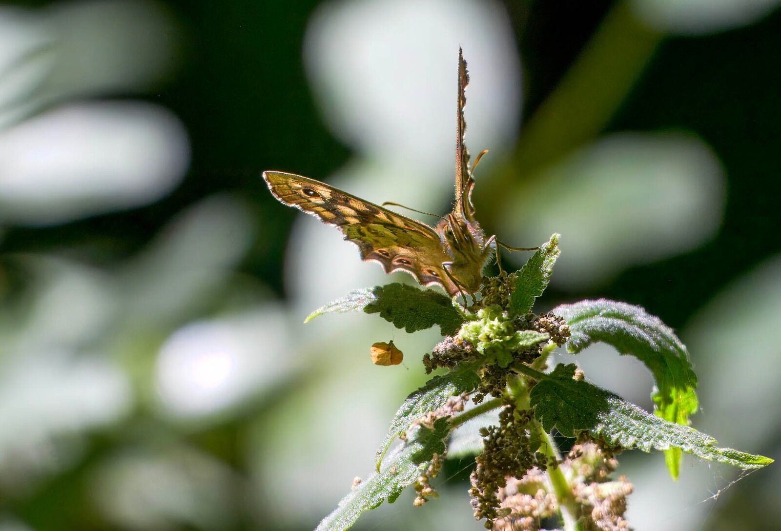 Butterfly wildlife weather 040725 9081-t