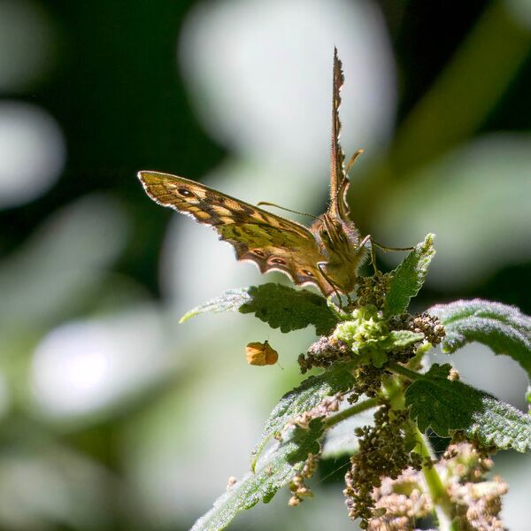 Butterfly wildlife weather 040725 9081-t