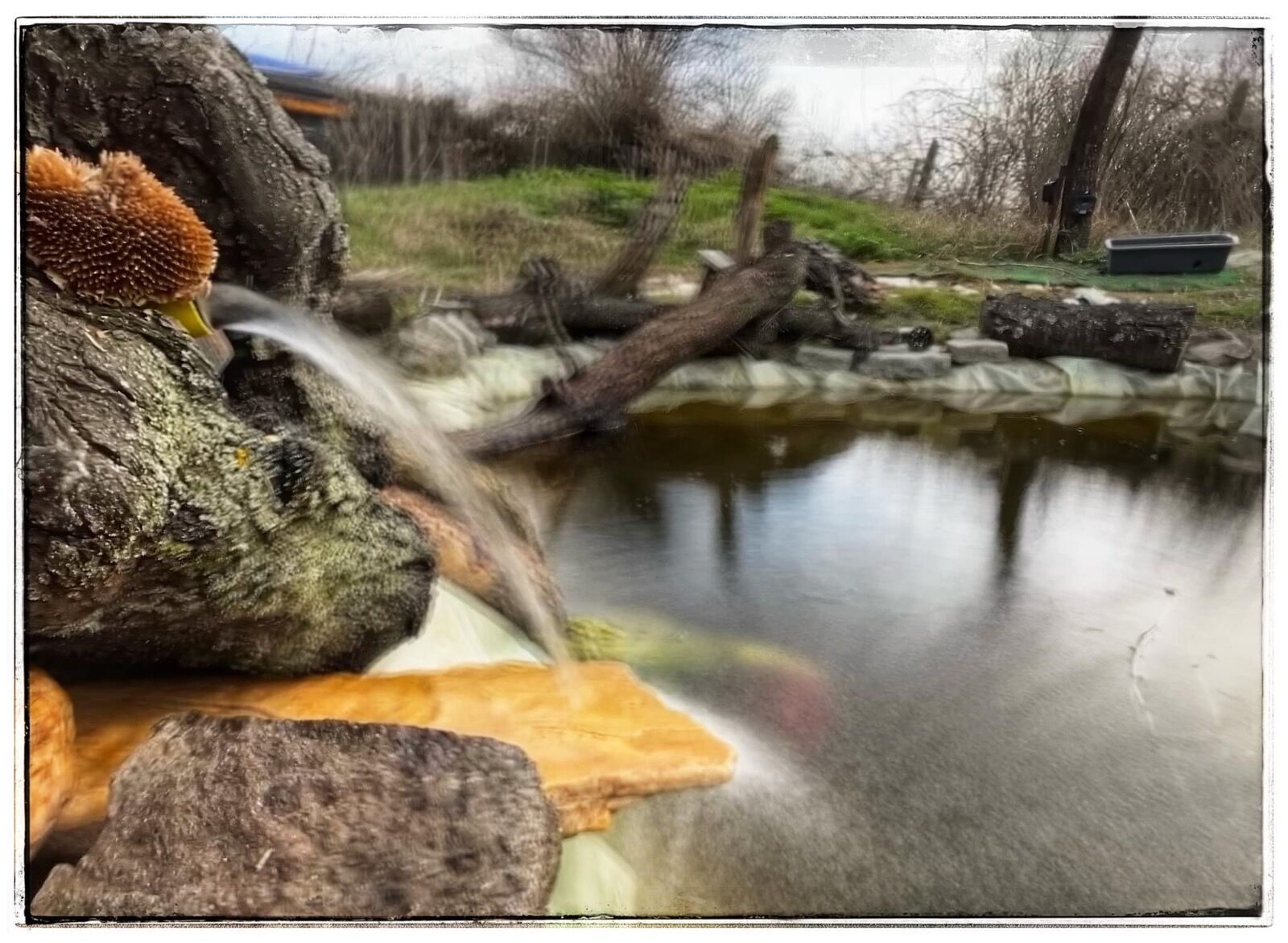 Wild pond project