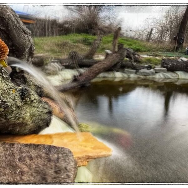 Wild pond project
