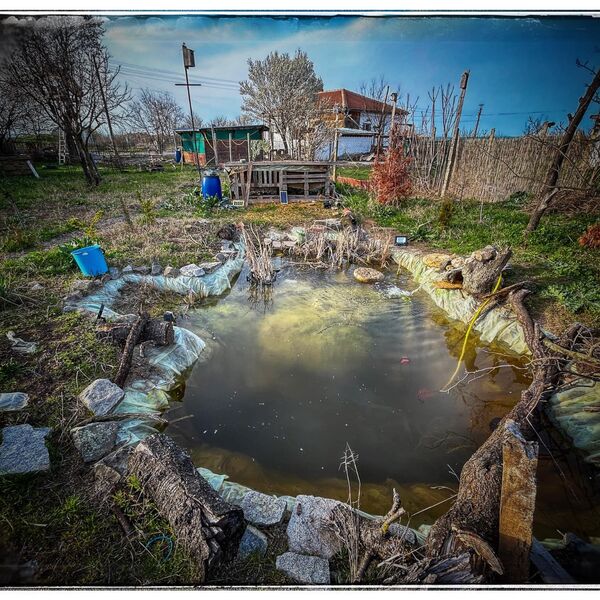 Wild pond project
