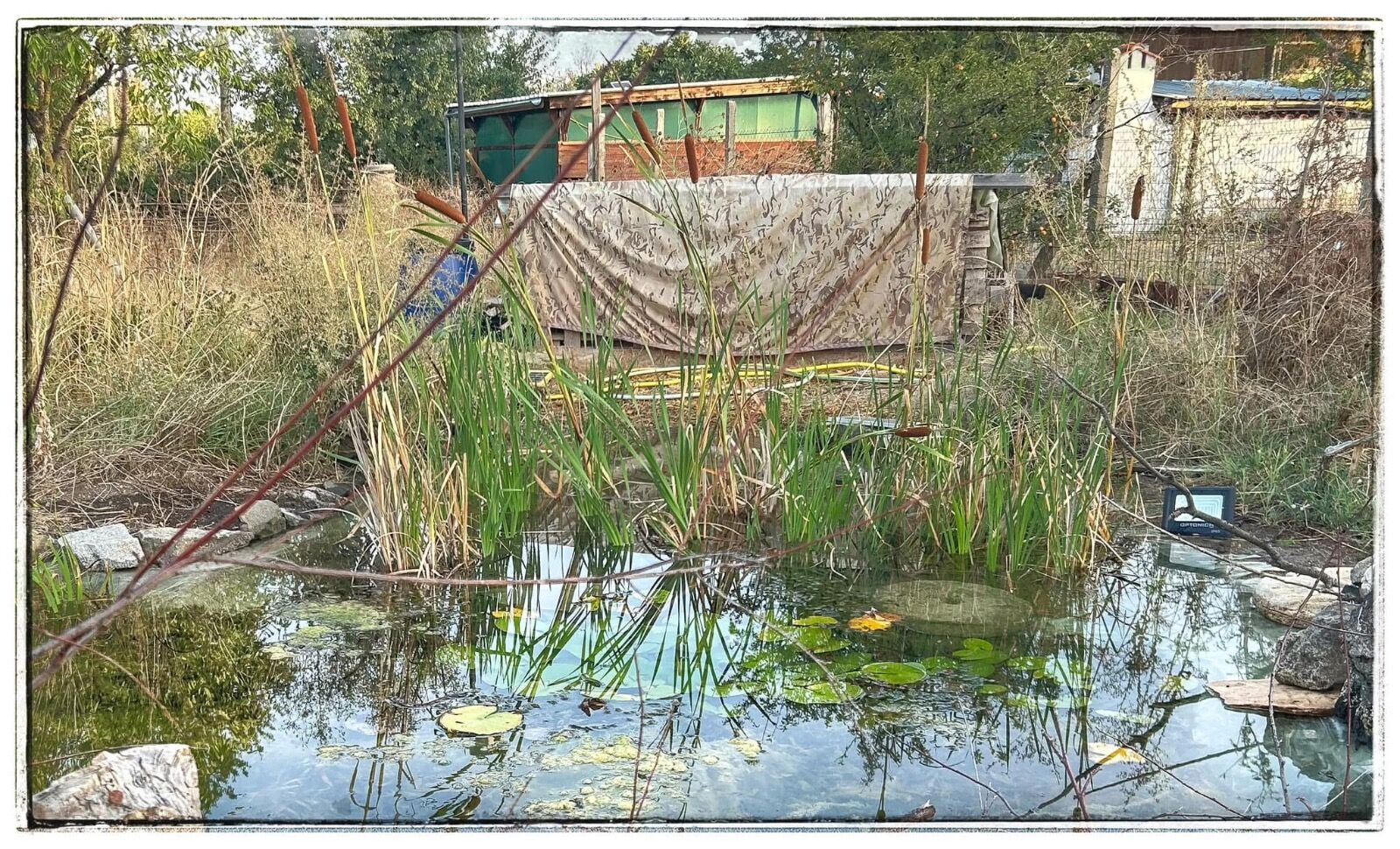 Wild pond project