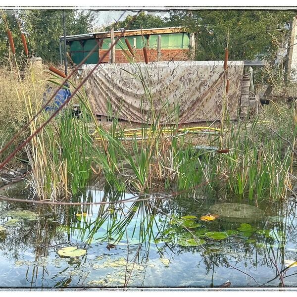 Wild pond project