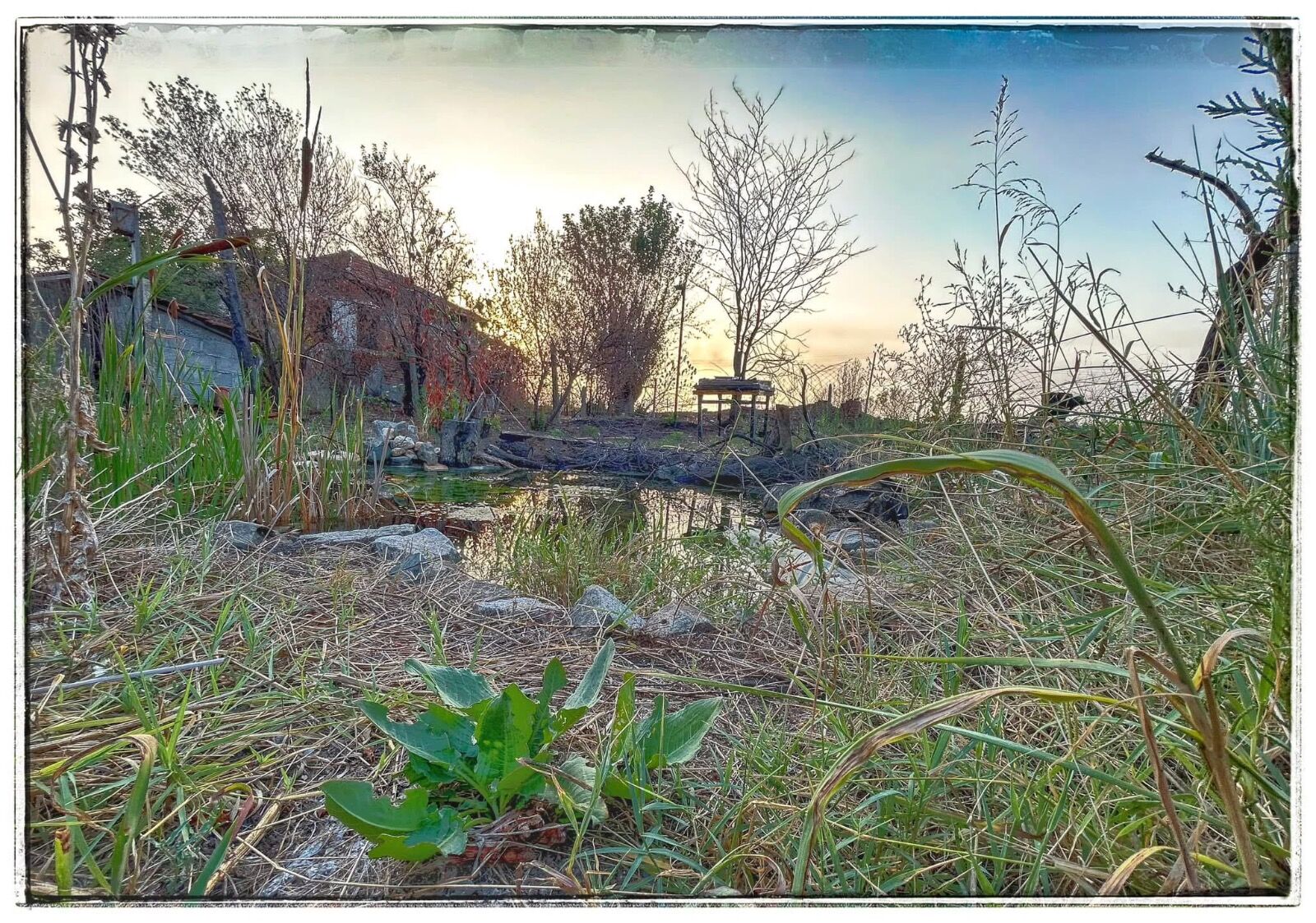 Wild pond project