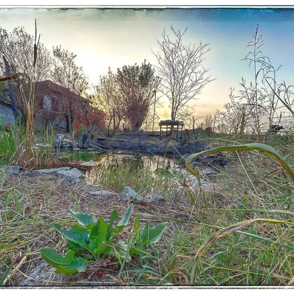 Wild pond project