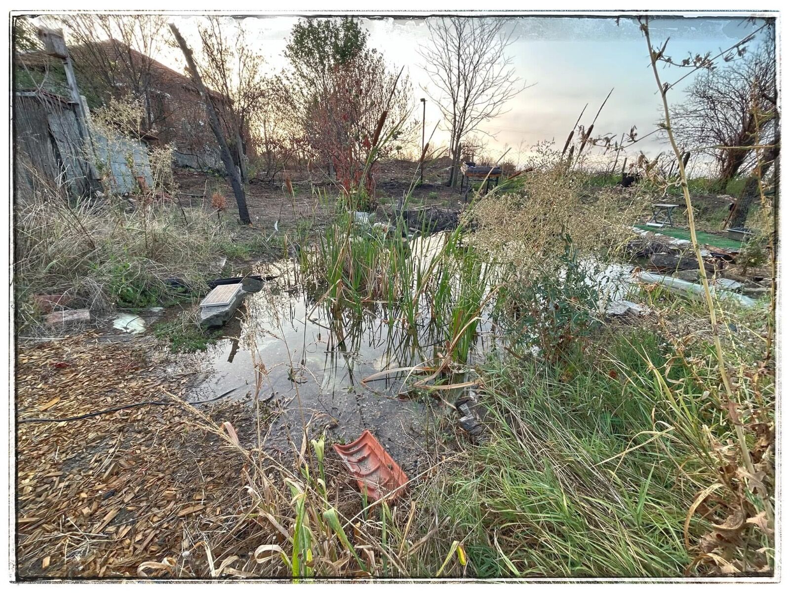 Wild pond project