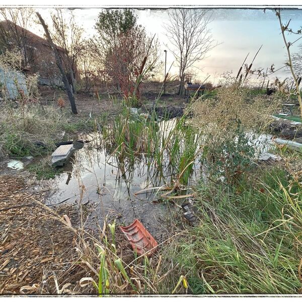 Wild pond project