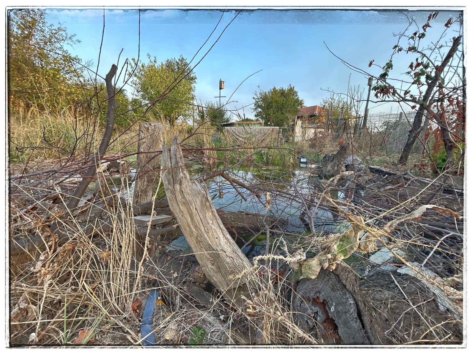 Wild pond project