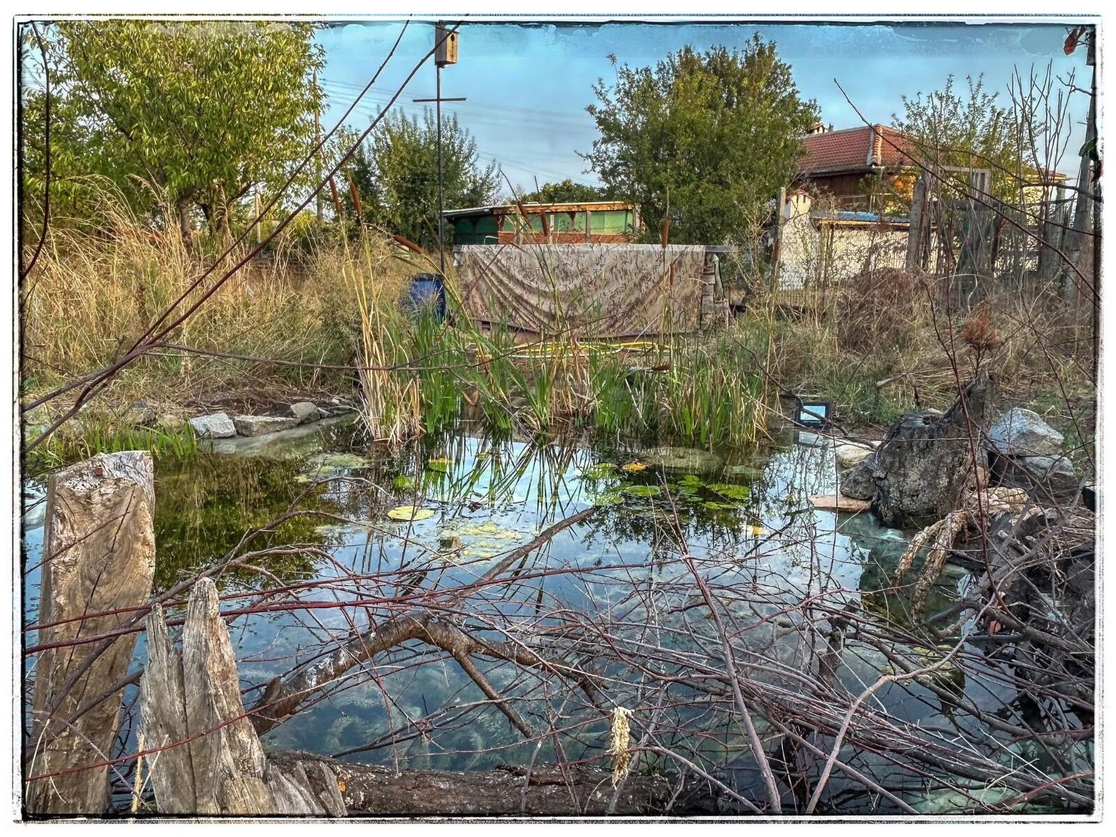 Wild pond project