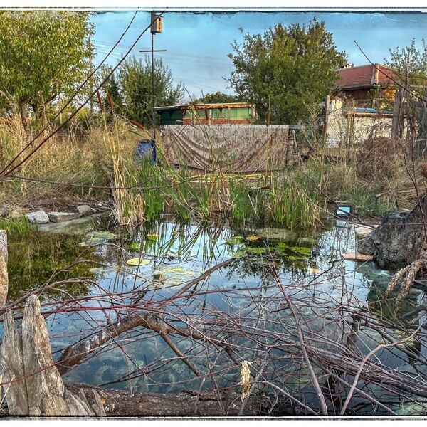Wild pond project