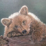 Baby Bear.jpg