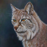 Lynx