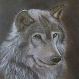 Wolf-Study
