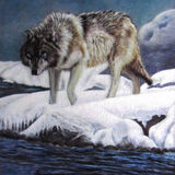 Wolf-on-Snow