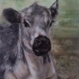 Norfolk Blue Pet Portrait