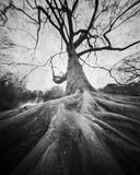 Secured Tree roots