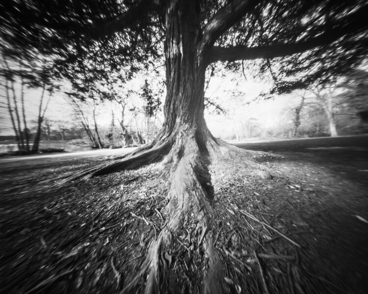 Trunk and roots of a tree