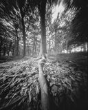 The long root