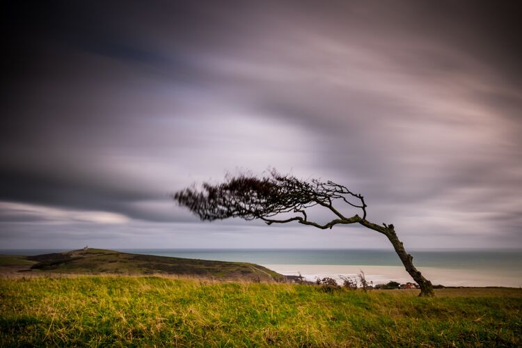 Windswept tree on Went Hill