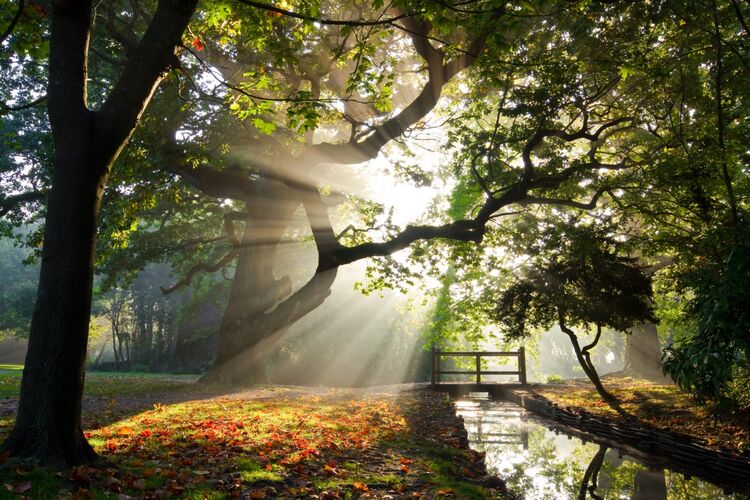 Hampden park, Sussex, Morning sunrise.