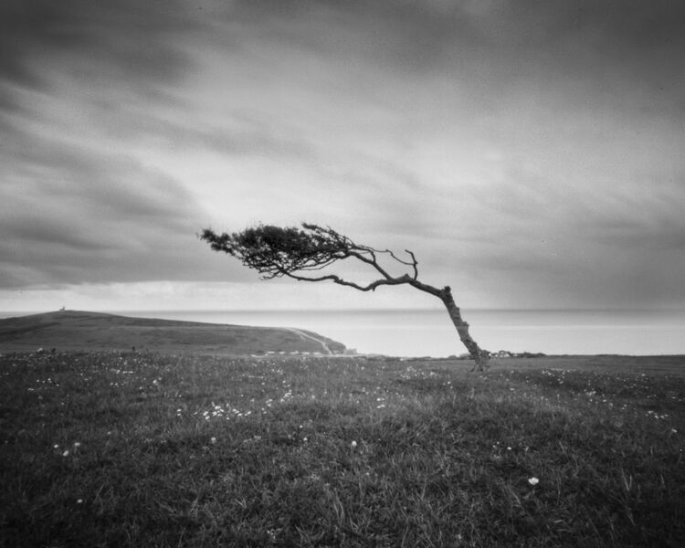 Windswept tree on Went Hill