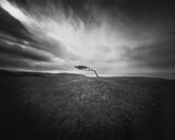 Isolated - Windswept tree on Went Hill Windswept tree on Went hill, Birling gap