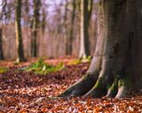 Woodland floor