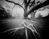 Rooted down Exposed tree roots on an old tree.