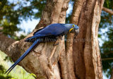 Hyacinth Macaw