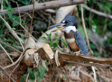 Ringed Kingfisher