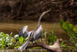 Anhinga