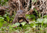 Giant River Otter