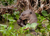 Gaint River Otter