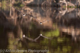 Skimmers Southern Pantanal