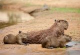 IMG 0628 Capybara