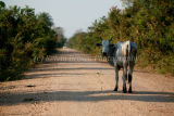 Rush hour on the Pantanal