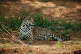 'Wilson' Pride of the Pantanal
