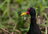 MG 1200 Wattled Jacana
