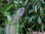 MG 1375 Green or Common Iguana