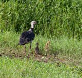 MG 1399 Southern Screamer - Female with chicks