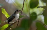 MG 1413 Masked  Gnatcatcher - Female