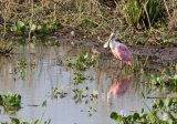 MG 1451 Roseate Spoonbill