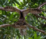 MG 1455 Great Horned Owl