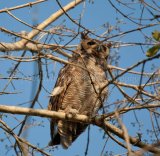 MG 1458 Great Horned Owl